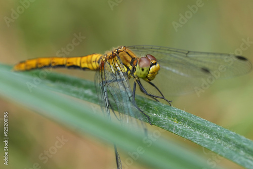 Closeup on a European female Ruddy Darter dragonfly, Sympetrum sanguineum perched on a grass-blade