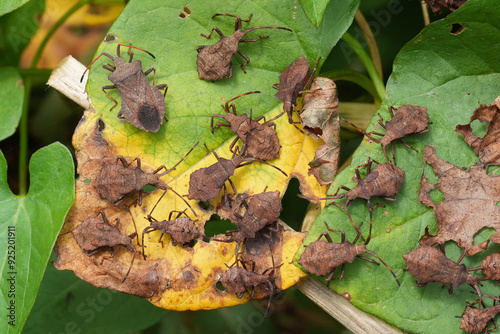 Closeup on a large group of nymphs, instars of the European Brown dock bug, Coreus marginatus on a leaf in the garden photo