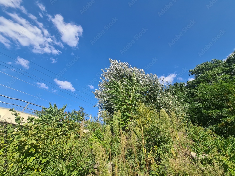 bushes and trees with blue sky and clouds in Berlin Schöneweide bushes and trees with blue sky and clouds in Berlin Schöneweide