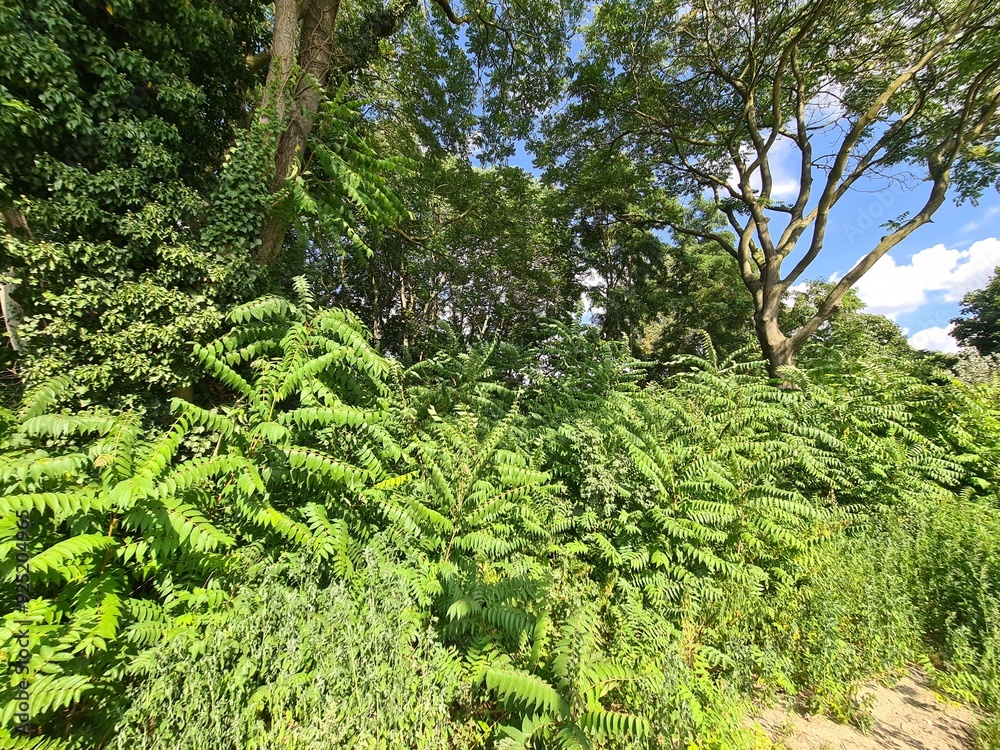 Fototapeta premium green trees and bushes with blue sky and clouds in Berlin Schöneweide