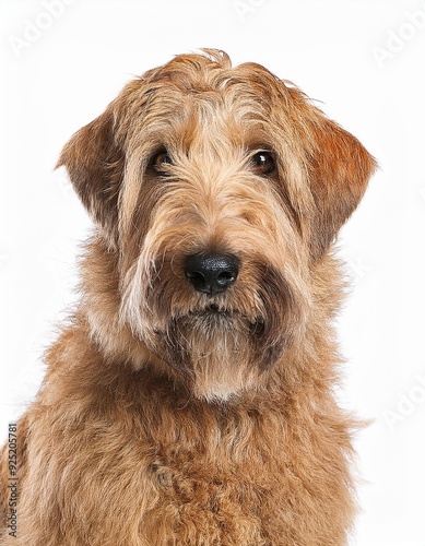 アイリッシュ・ソフトコーテッド・ウィートン・テリアのポートレート（Irish Soft-Coated Wheaten Terrier portrait on white background）
 photo