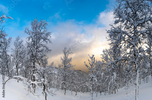 Winter snowy forest with icy branches. New Year and Christmas background photo