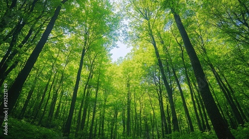 A scenic view of a forest filled with deciduous trees, the fresh green leaves creating a vibrant, natural environment