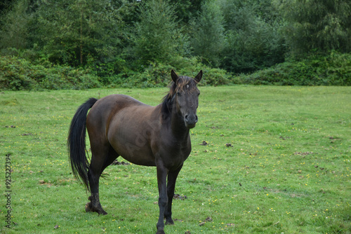 Dark brown horse standing in a lush green field