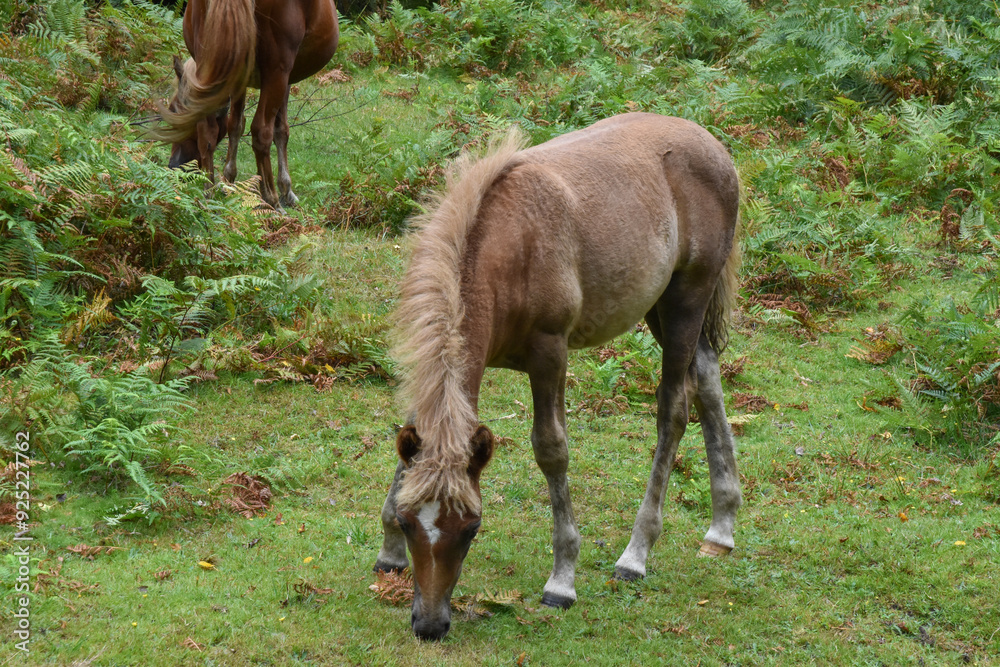 Young horse grazing near s mature horse Young horse grazing near s mature horse