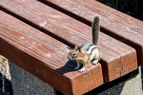 A Golden-Mantled Ground Squirrel sitting on a bench in  Yellowstone national park in Wyoming, USA photo