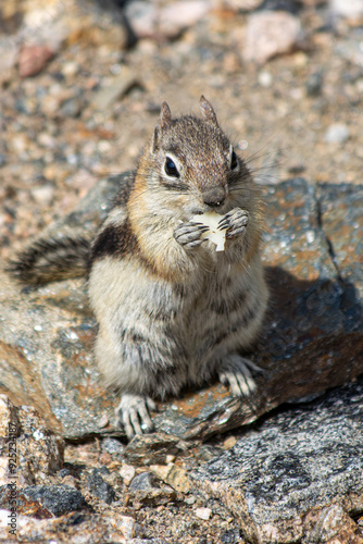 A Golden-Mantled Ground Squirrel eating in the Rocky mountain national park in Colorado, USA