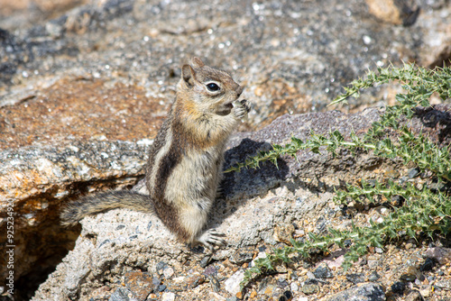 A Golden-Mantled Ground Squirrel sitting on rocks, eating in the Rocky mountain national park in Colorado, USA
