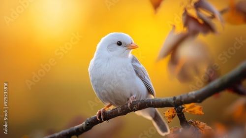  White bird perched on an autumn-foliaged tree branch against a backdrop of sunlit, yellow sky