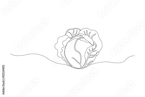 Hand-drawn cabbage continuous outline vector. Cabbage one line art drawing