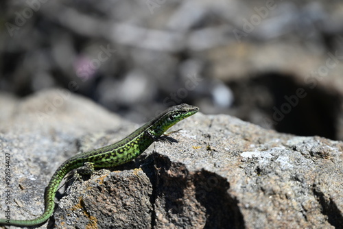 lizard on the rock