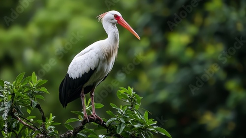  A white-black bird with a long, red beak perches on a tree branch, surrounded by green leaves