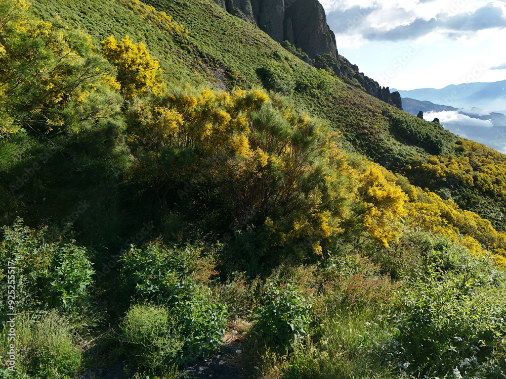 Φωτογραφία Mountains covered in flowering yellow broom in the Picos de Europa park in Spain