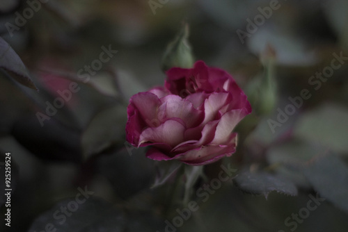 Las flores de mi abuela photo