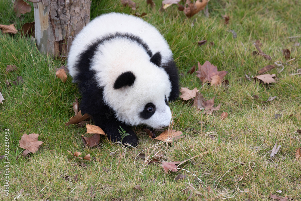 Little fluffy panda learning to crawl on the green yard, Chengdu Panda base, China Little fluffy panda learning to crawl on the green yard, Chengdu Panda base, China