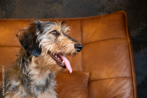 Side dog portrait of a small wire-haired dachshund resting relaxed on a light brown leather sofa. The dog is cute and tender and has its tongue out in a relaxed manner showing its teeth photo