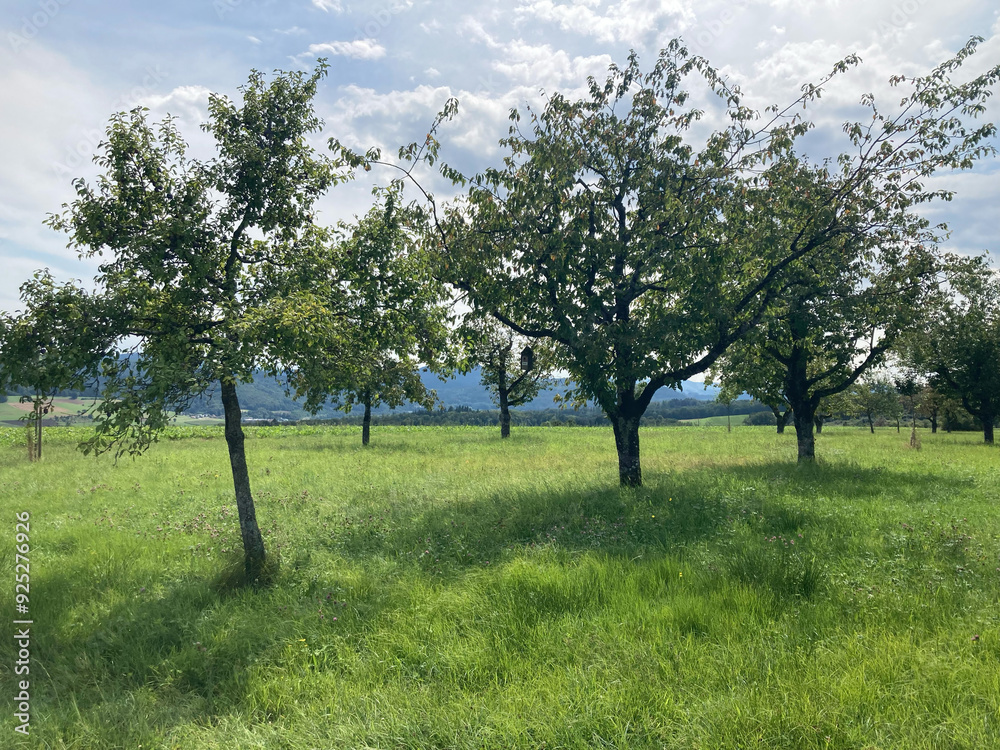 Streuobstwiese im Schwarzwald