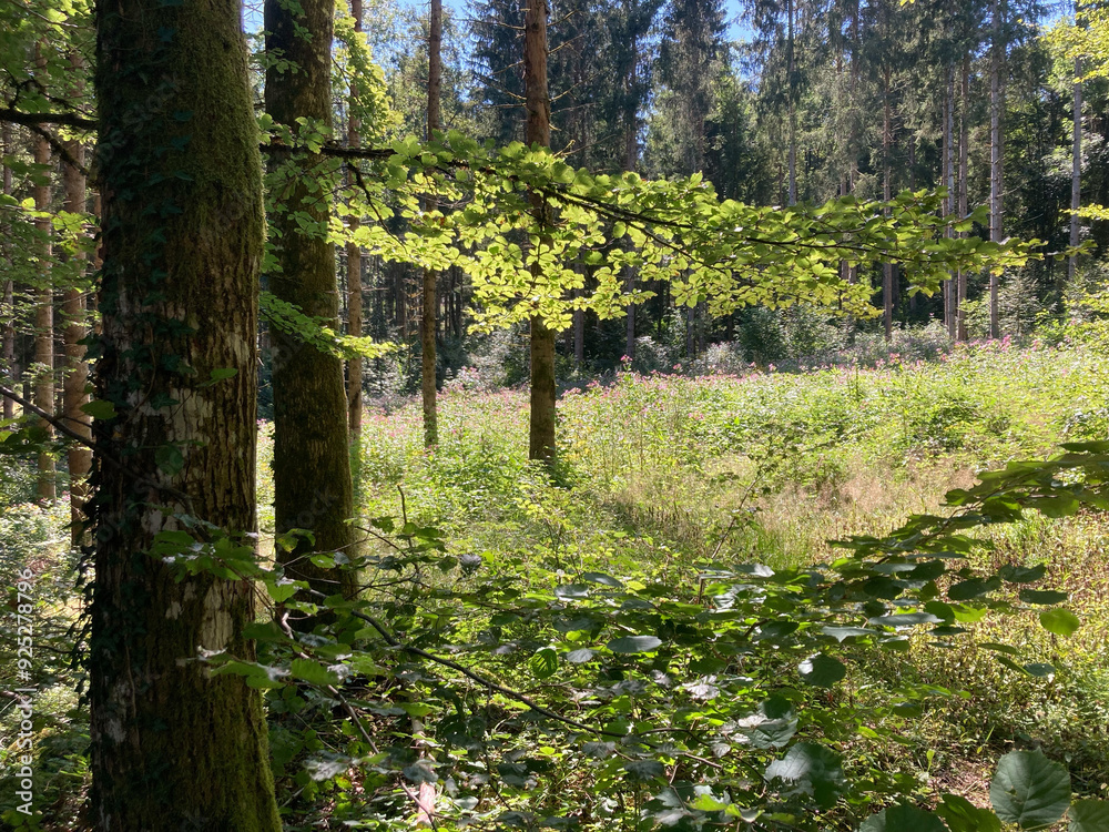 Sonnenlicht im Laubwald, Schwarzwald, Deutschland
