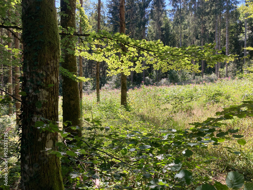 Obraz na płótnie Sonnenlicht im Laubwald, Schwarzwald, Deutschland w salonie
