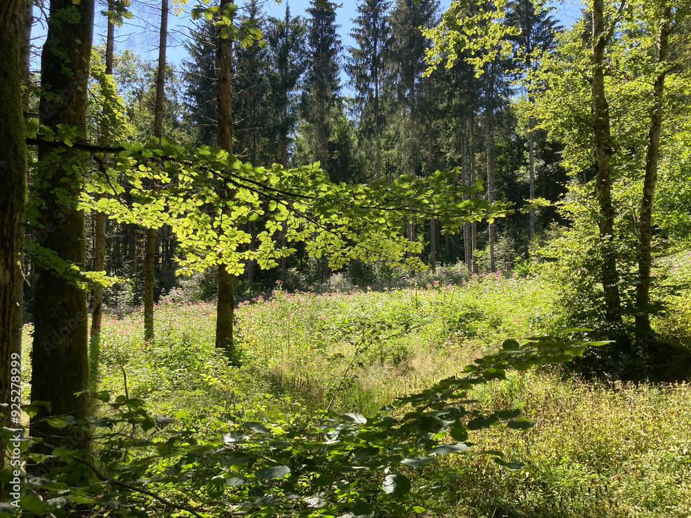Sonnenlicht im Laubwald, Schwarzwald, Deutschland