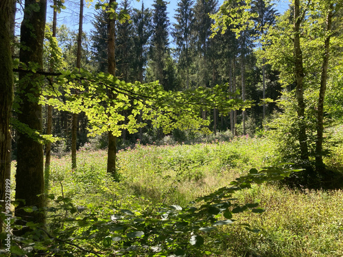 Obraz na płótnie Sonnenlicht im Laubwald, Schwarzwald, Deutschland w salonie