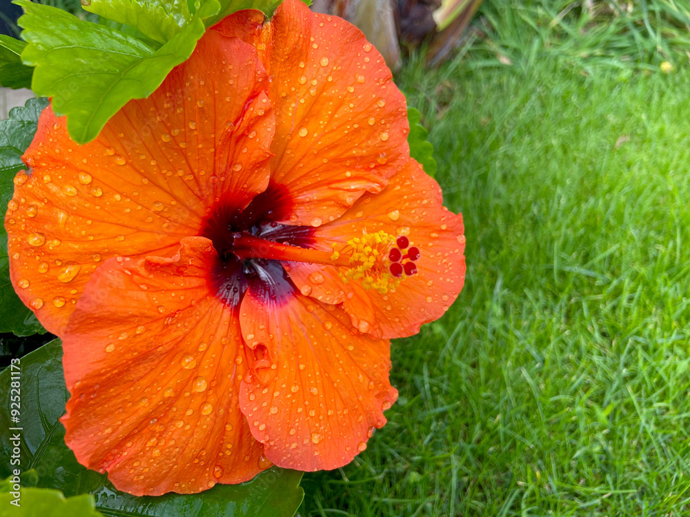 Orange hibiscus Gudhal flower on green tropical garden background close up.Orange hibiscus flower on green grass background close up. Common name are Jasvandi, Gurhal, Chinese hibiscus, Shoe flower, Orange hibiscus Gudhal flower on green tropical garden background close up.Orange hibiscus flower on green grass background close up. Common name are Jasvandi, Gurhal, Chinese hibiscus, Shoe flower,