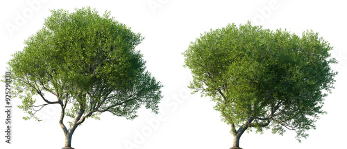 Set of Pistacia lentiscus (also lentisk or mastic) frontal set street trees isolated png in sunny daylight on a transparent background perfectly cutout photo