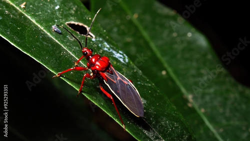 Red assassin bug on a leaf