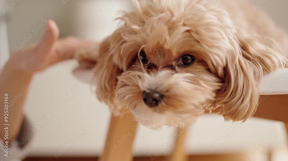 A closeup image capturing a serene moment as a dog sleeps on a chair and receives affection from its owner. A closeup image capturing a serene moment as a dog sleeps on a chair and receives affection from its owner.