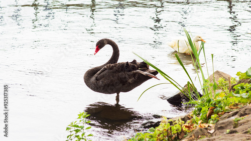 Schwarzer Schwan im See 2 photo