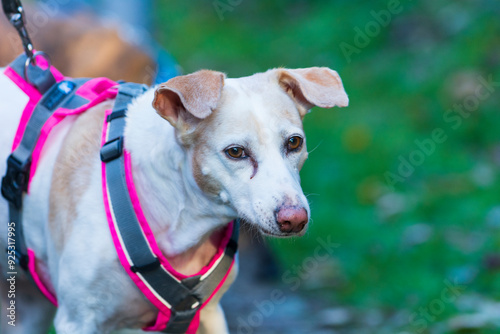 Weißer Hund im Laubwald 4