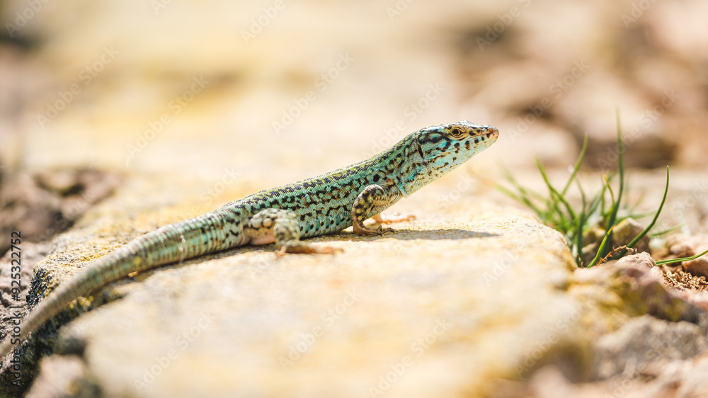 Endemic Sargantana Lizard Basking on a Rock Endemic Sargantana Lizard Basking on a Rock