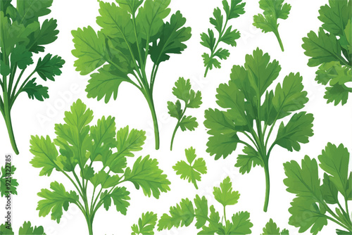 Set of coriander leaves on white background.