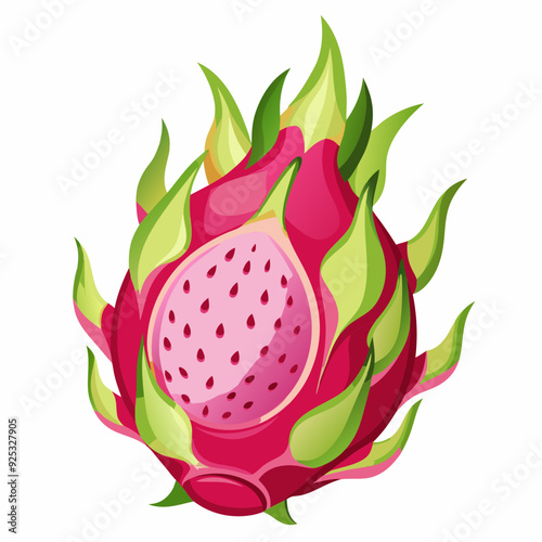 Dragon fruit  art vector illustration
