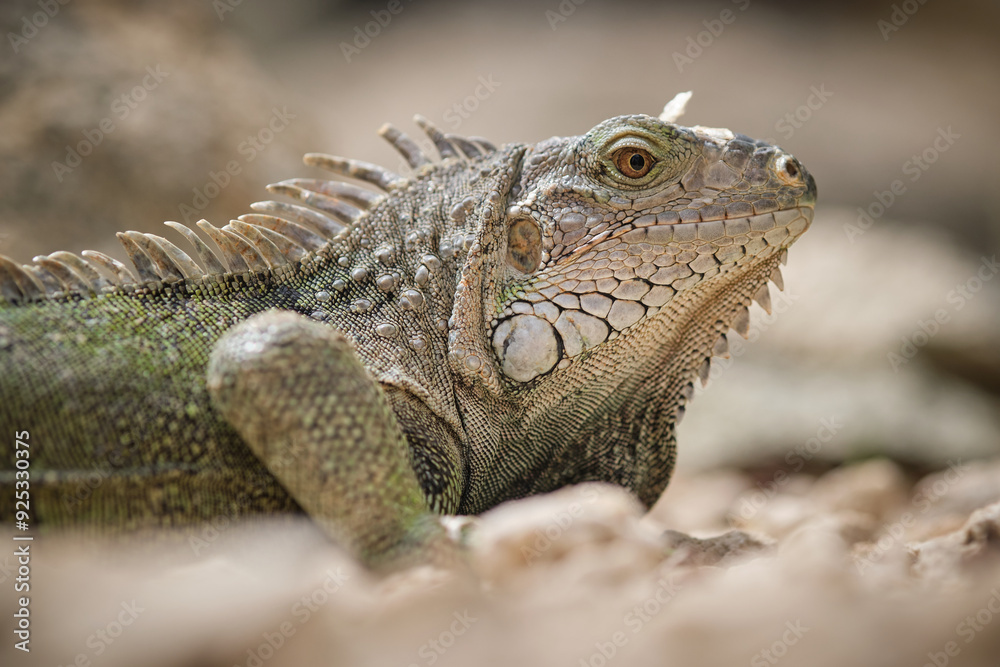 Iguana on dry ground in desert on sunny day Iguana on dry ground in desert on sunny day