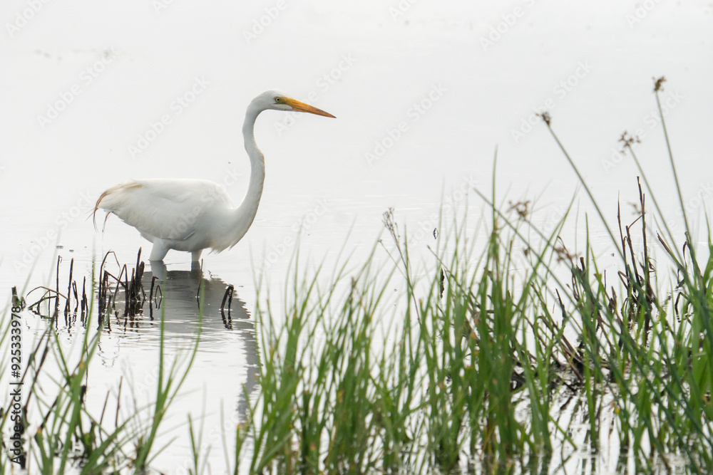 great white egret in wetland marsh swamp ecosystem wading in brackish water with green grass sticking out above surface great white egret in wetland marsh swamp ecosystem wading in brackish water with green grass sticking out above surface