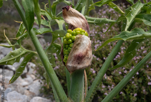 Unripe green seeds of Dragon lily, Dracunculus vulgaris photo