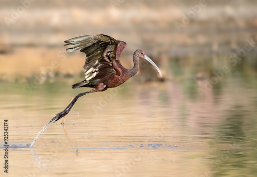 White faced ibis landing in a shallow pond showing off amazing metallic colors