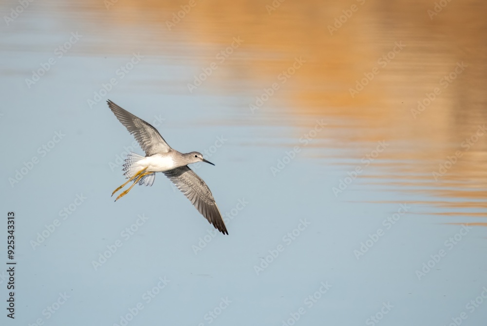 Yellowleg bird in flight over a blue and orange shallow pond Yellowleg bird in flight over a blue and orange shallow pond