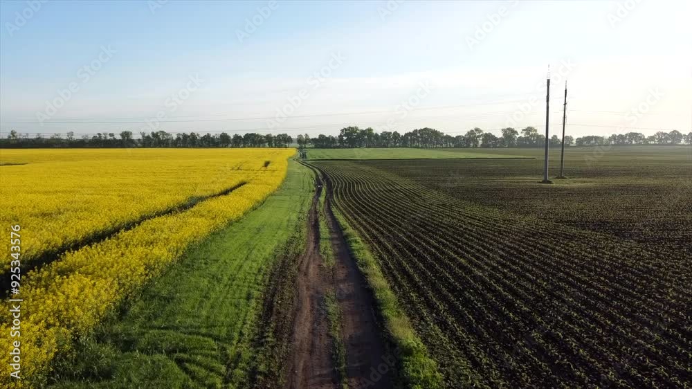 Aerial drone view flight over road between a yellow flowering rapeseed field and a plowed sown field. Aerial drone view flight. Agriculture, agronomy, farming, husbandry, rual, country Aerial drone view flight over road between a yellow flowering rapeseed field and a plowed sown field. Aerial drone view flight. Agriculture, agronomy, farming, husbandry, rual, country