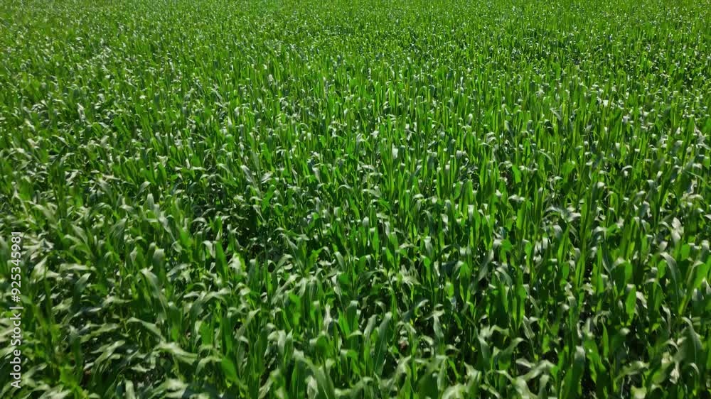 Aerial shot of a corn field Aerial shot of a corn field