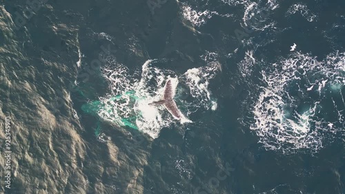 Playful humpback whales sprays water on the blue ocean with flock of seagulls flying around the surface. Aerial top down bird eye view. photo