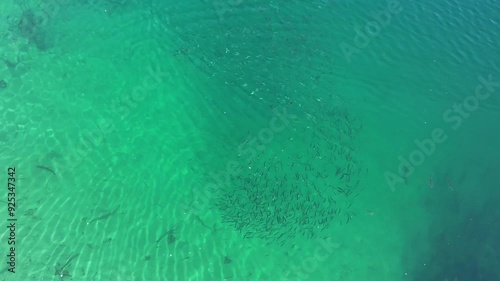 Bird-eye view of a fish ball on a shallow lake in British Columbia, Canada. photo