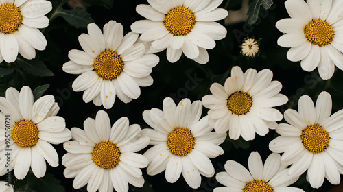 A close-up view of white daisies with yellow centers blooming in a garden during springtime