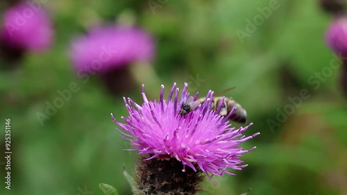 A Honeybee, Apis mellifera, on a Knapweed flower, Centaurea nigra. in mid Summer. Powys. Wales