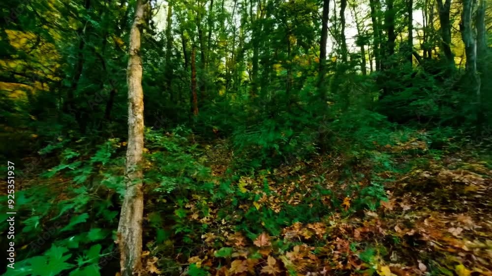 Lush Green Forest With Fallen Leaves and Sunlit Tree Branches Generative AI Lush Green Forest With Fallen Leaves and Sunlit Tree Branches Generative AI