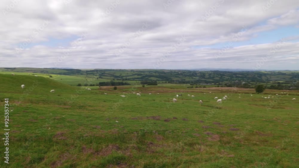 A panning shot of grazing sheep. Summer. Powys. Wales A panning shot of grazing sheep. Summer. Powys. Wales