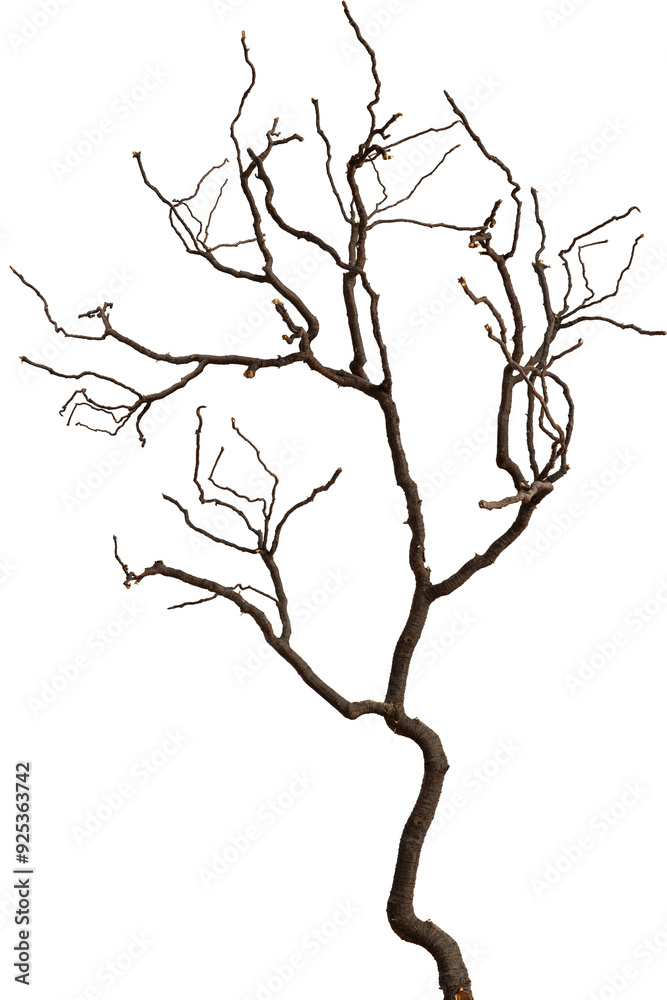 Fototapeta premium Bare branch without leaves or root on isolated background. Dry tree in winter or during drought.