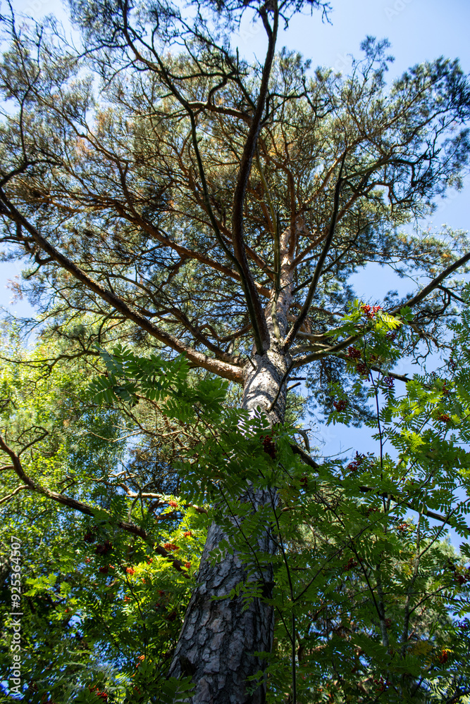 Young pine tree in the forest.