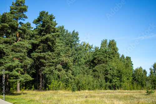 Edge of a pine forest.